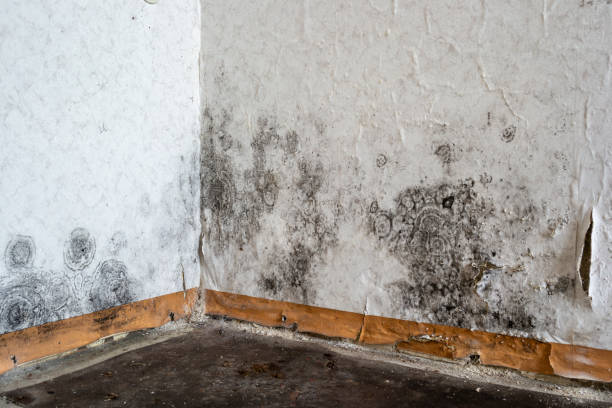 Best Water damage restoration mold remediation  in USA